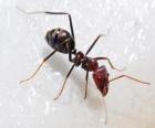 мураве́й, насекомое, которое существует пl